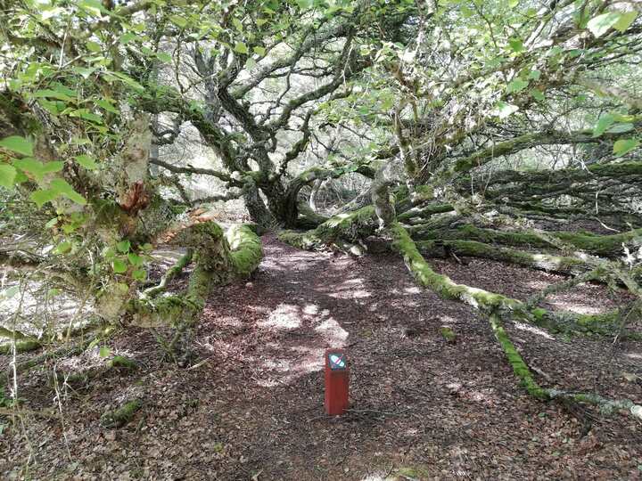200 år gammel birketræ