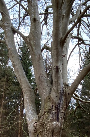 Et af naturens vidundere - kig og find en sæl, en trold, et ansigt og en tvær gren der forbinder to grene.