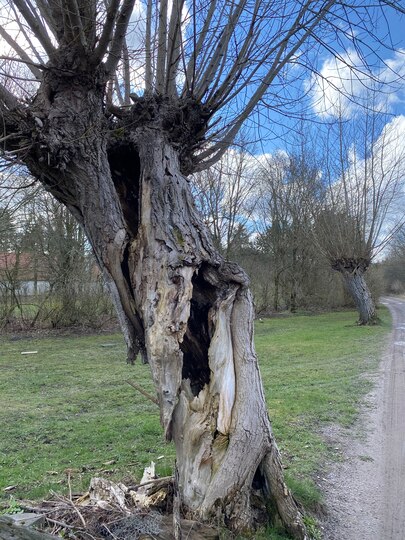 Lyngvej i Thorsager