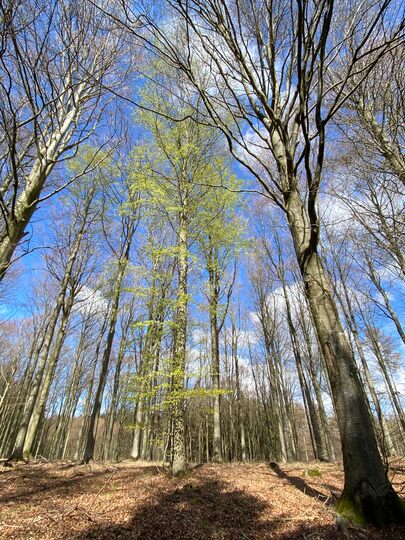 Bøgen sprunget ud i Rosenholm skoven 19. april