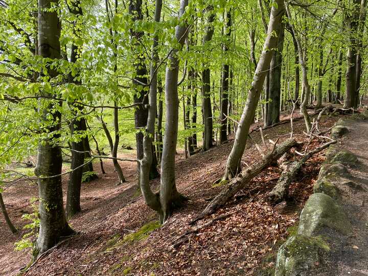Bøgeskoven