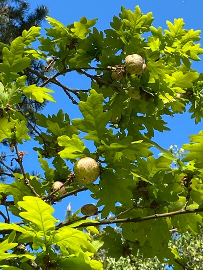 Ahl Hage Gal æbler på egetræ