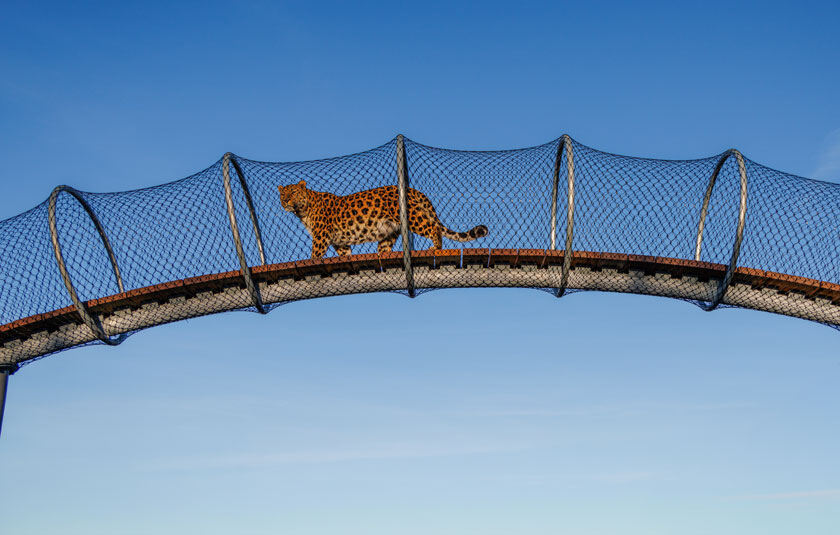 Leopard går over gangbro i ZOO København.