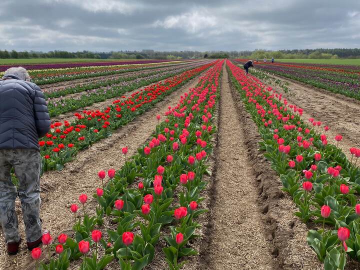 Tulipanpark ved Fole