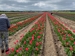 Tulipanpark ved Fole
