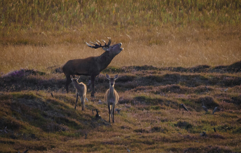 Dyrevildt der græsser i National Park Thy