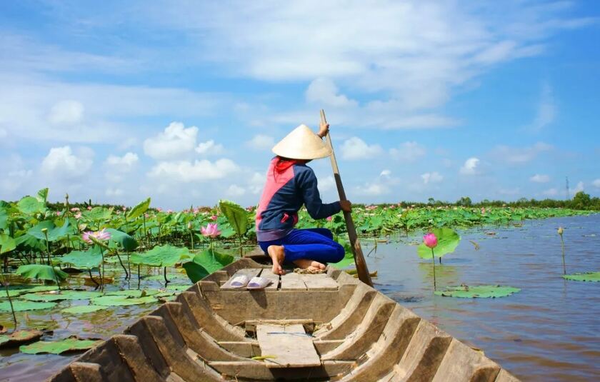 En person iført en traditionel konisk hat (nón lá), der sejler i en træbåd gennem frodig lotusdam i det sydøstlige Asiens flodlandskab.