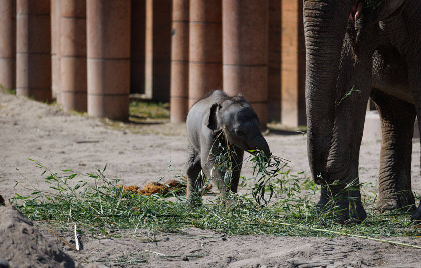 Elefantunge spiser bambusgrene i ZOO København.