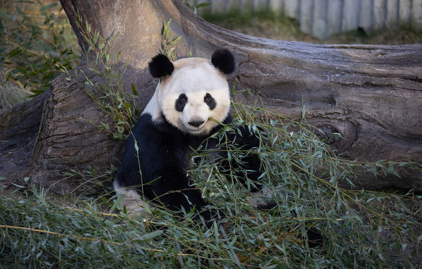 Bøsøg pandaerne i Zoologiskhave København